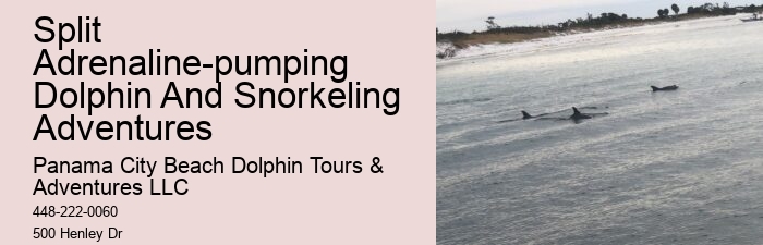 Are Panama City Beach dolphin tours suitable for non-swimmers