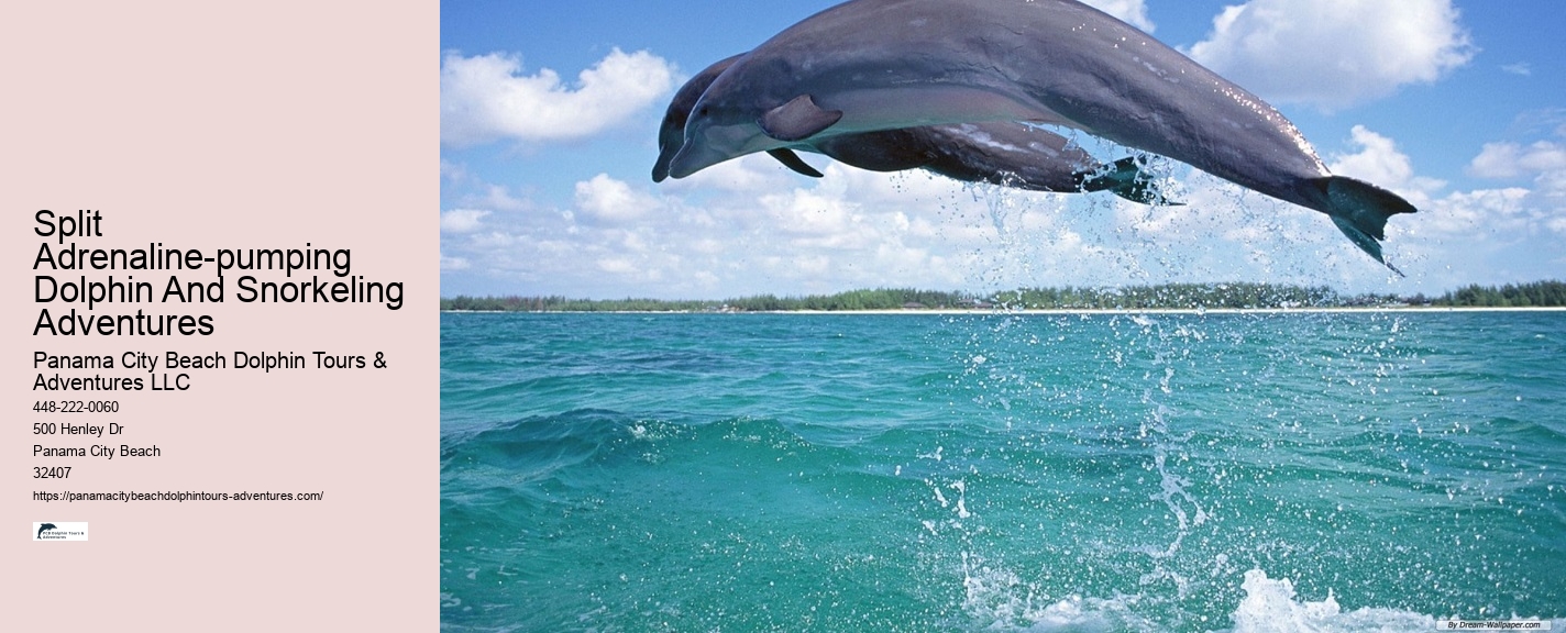 Intimate Dolphin Expedition with Snorkeling