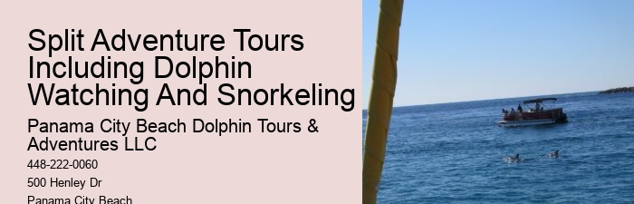 Elite Dolphin Spotting and Snorkeling Tours