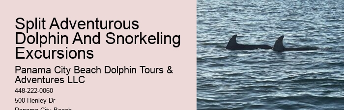 How Long Does It Take To Swim With Dolphins