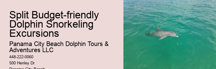 Dolphin Watching Split