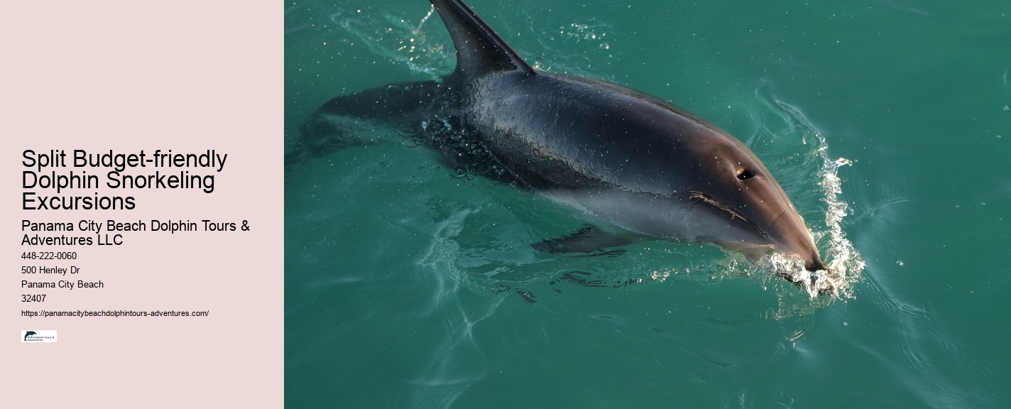 Split Guided Boat Tours For Snorkeling And Dolphin Watching