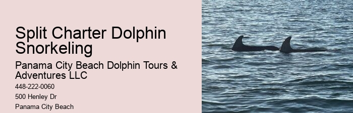 Split Marine Conservation-focused Dolphin And Snorkeling Trips