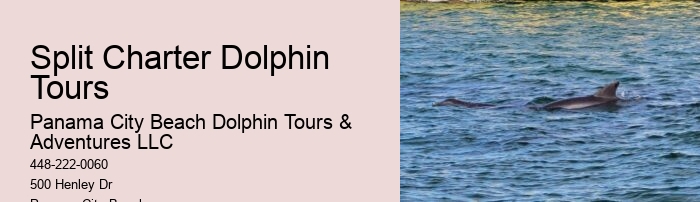 Custom Dolphin Spotting and Snorkeling