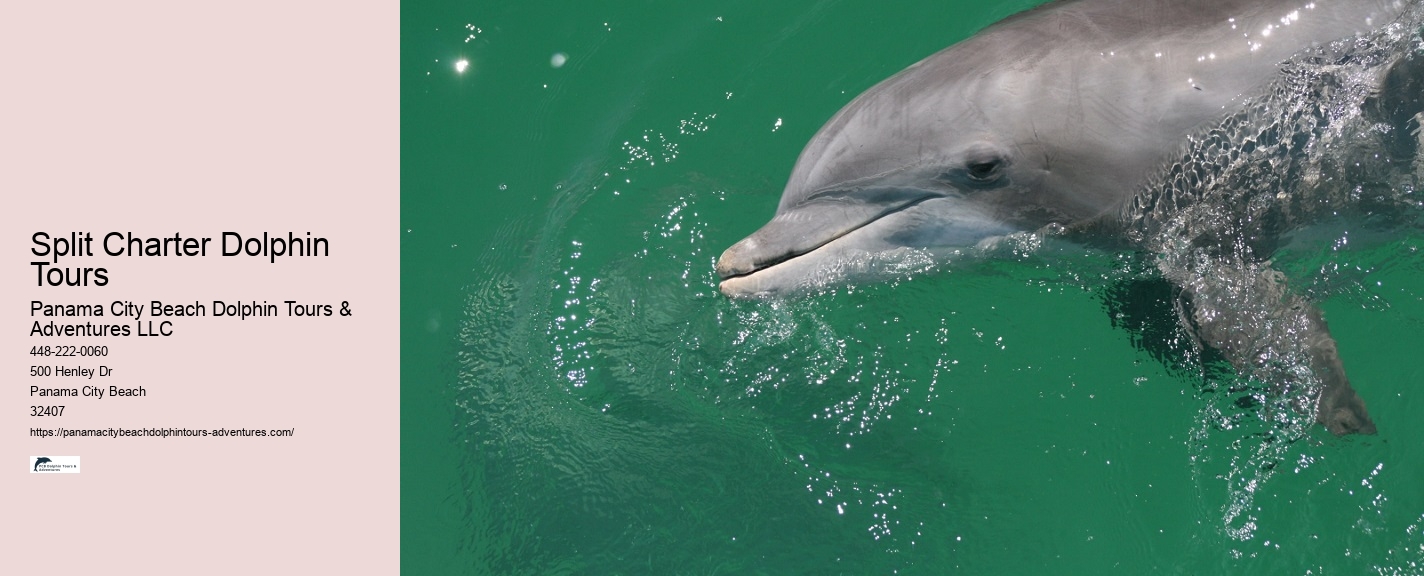 Dolphin Snorkeling Adventures Departing From Split