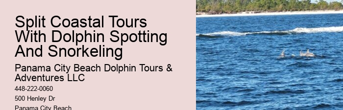 2Hrs Shared Charter Dolphin & Snorkeling Tour