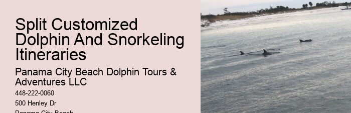What Not To Do Around Dolphins