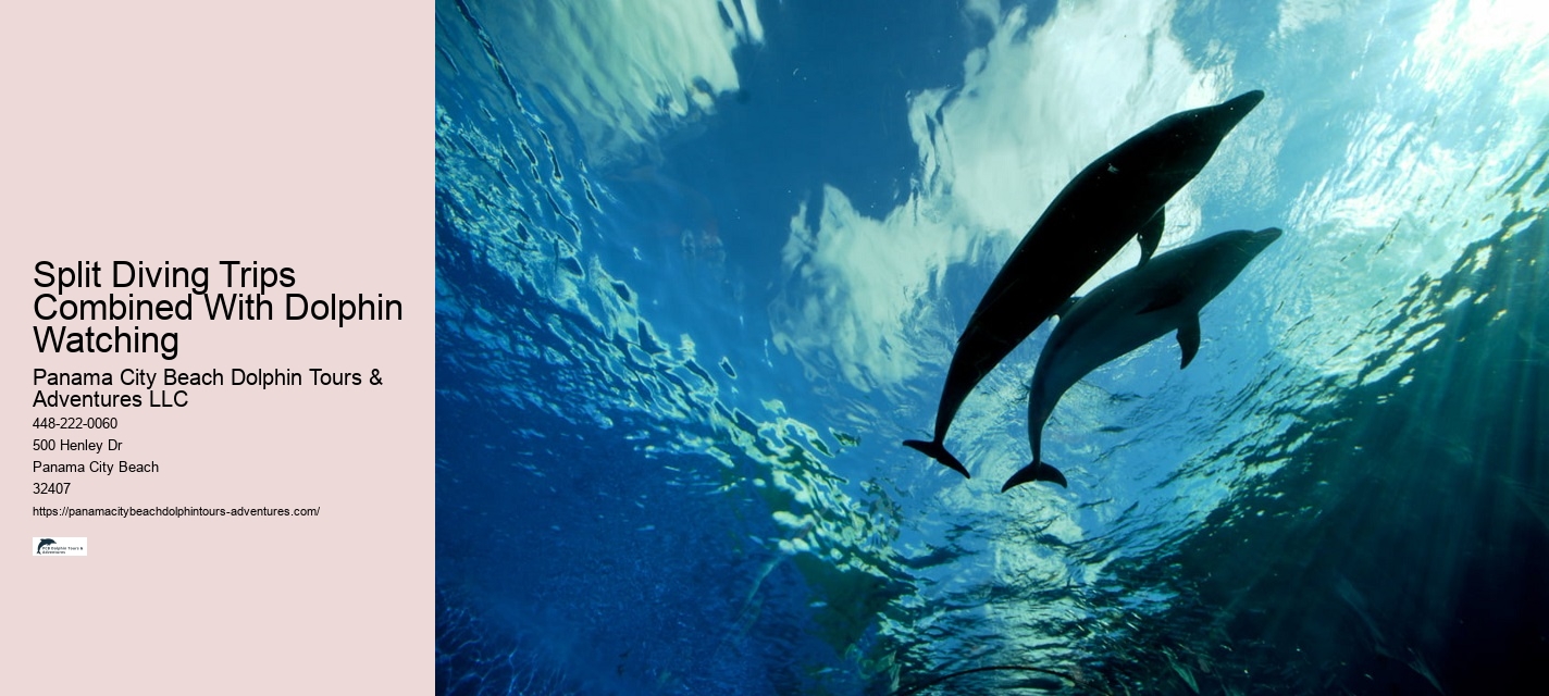 Do Dolphins Like Being Petted