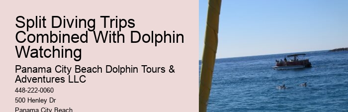 Are there any special events or themed tours for dolphin watching