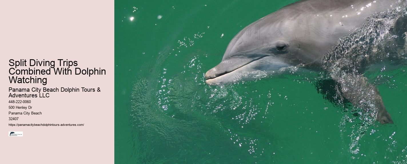 Is It Safe For Humans To Swim With Dolphins