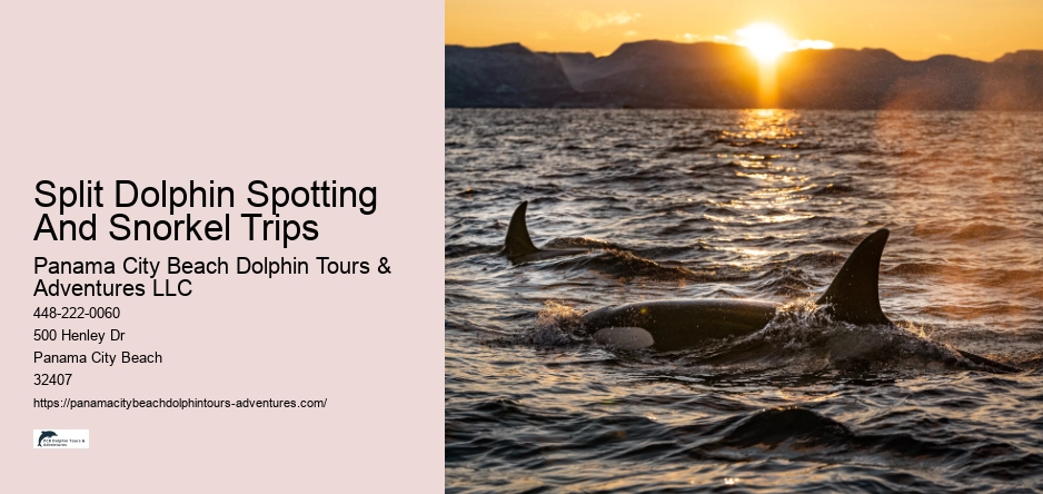 Split Dolphin Spotting And Snorkel Trips