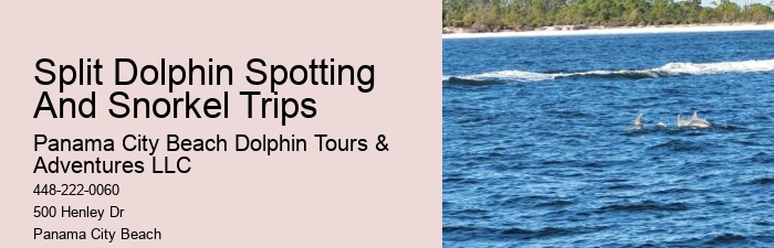 Dolphin Adventure Tours PCB