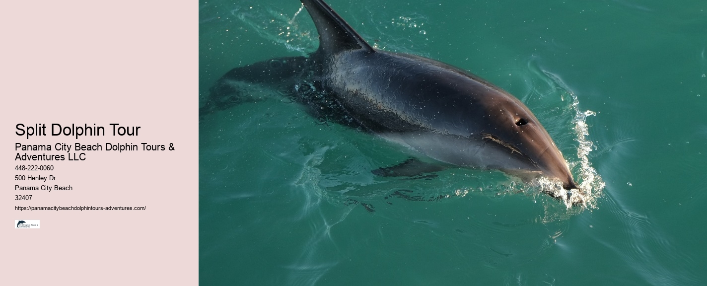 Dolphin encounters in Panama City Beach