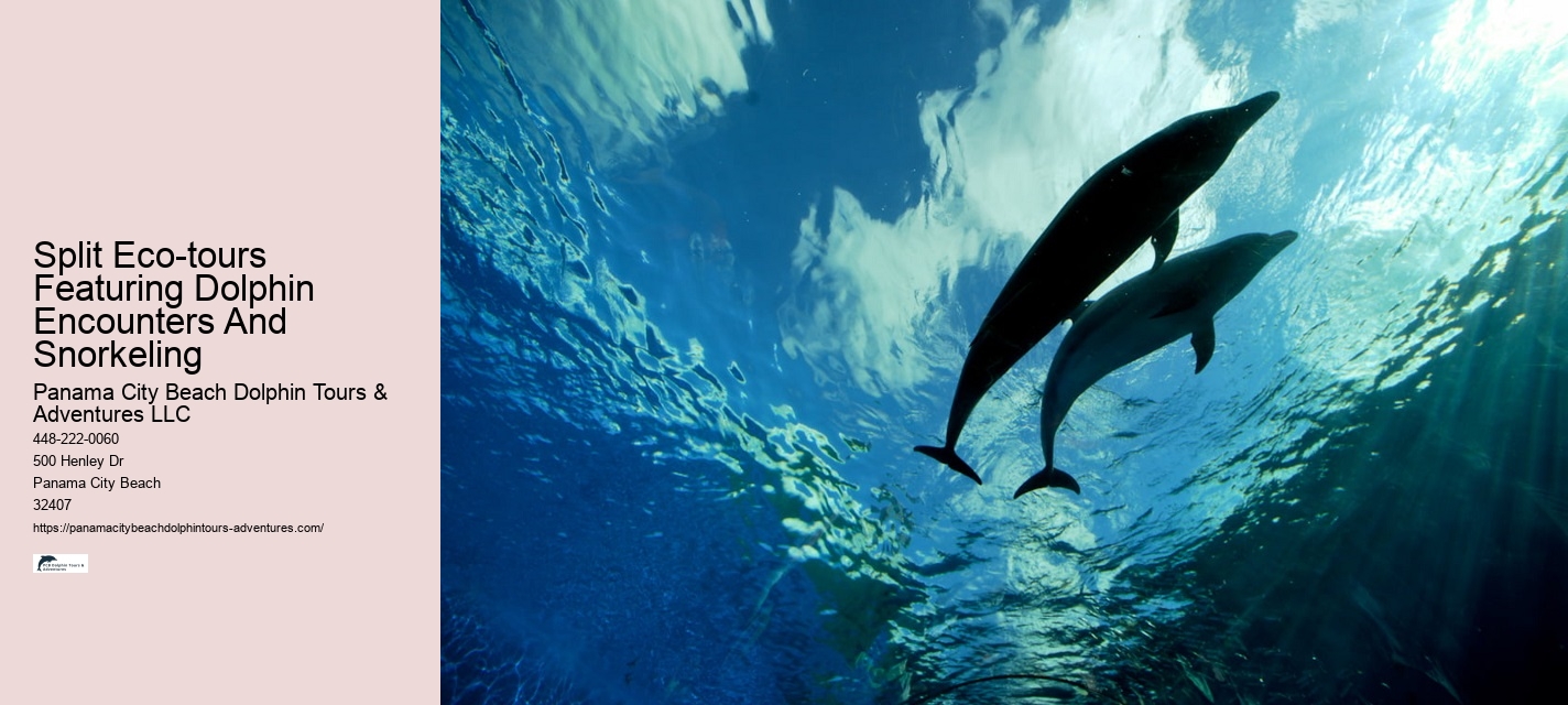Before Your Tour - Dolphin Encounter