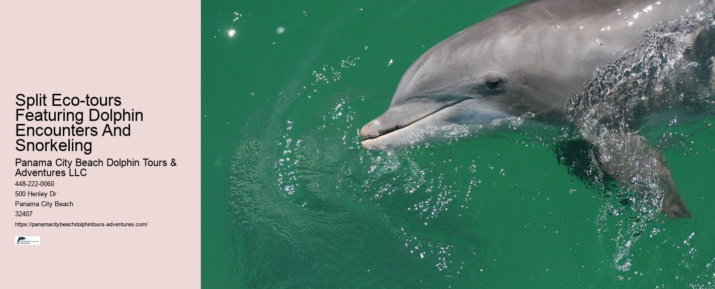 PCB Dolphin Spotting Tours