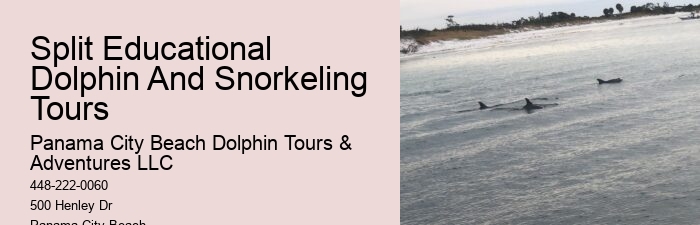 Guided Dolphin Swim and Snorkeling Tours