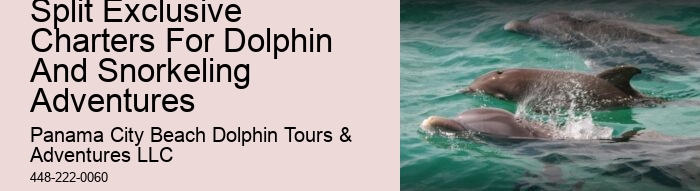 Private Dolphin Snorkeling Tours
