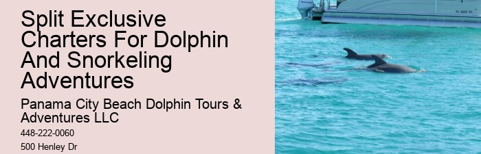 Dolphin And Snorkeling Tours
