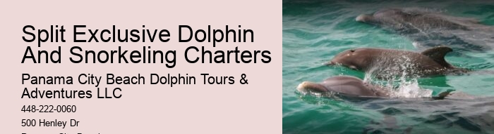 Split Dolphin Tour