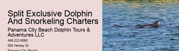 Are Dolphins Naturally Friendly Toward Humans