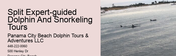 Split Charter Dolphin And Snorkeling