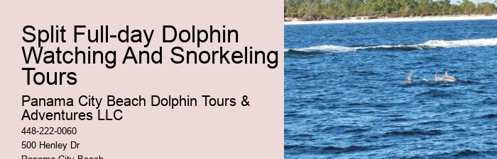 Do You Need A Wetsuit To Swim With Dolphins