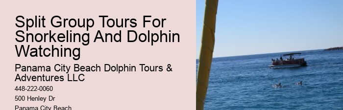 Dolphin And Snorkel Tours Near Me