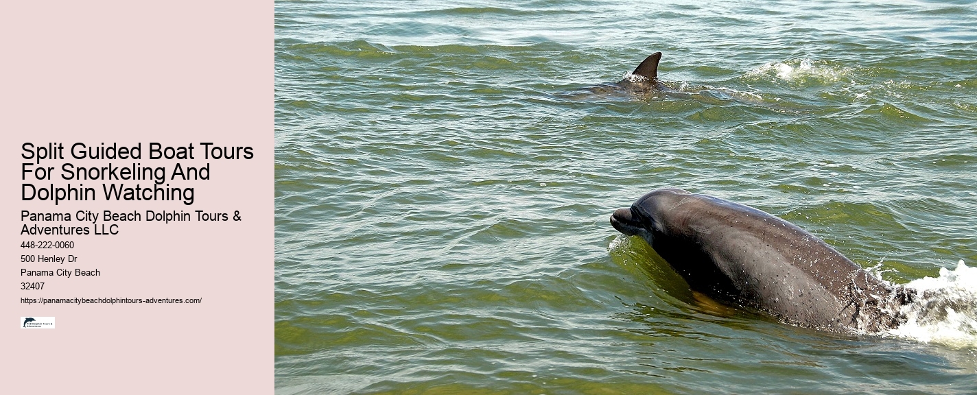 Intimate Dolphin Discovery with Snorkeling