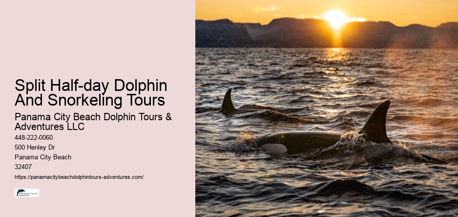 Split Half-day Dolphin And Snorkeling Tours