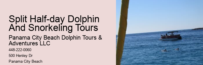 Panama City Beach dolphin safari