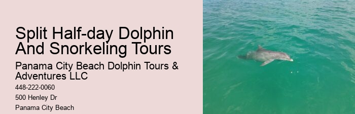 A Dolphin Swimming