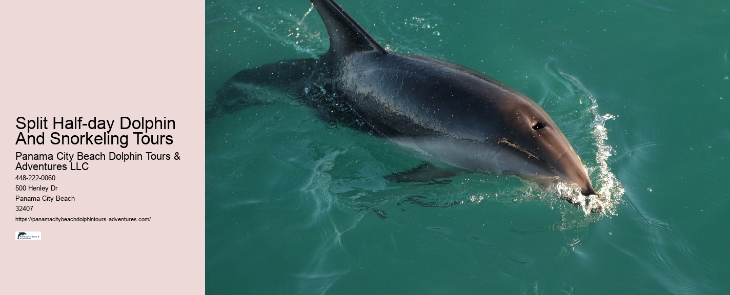 What Is A Dolphins Biggest Enemy