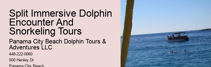 Tours to see dolphins in Panama City Beach