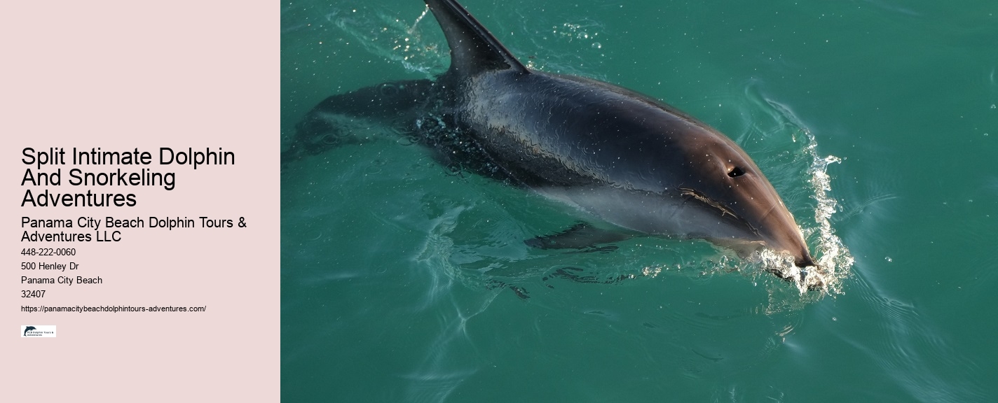 Top Dolphin Tour