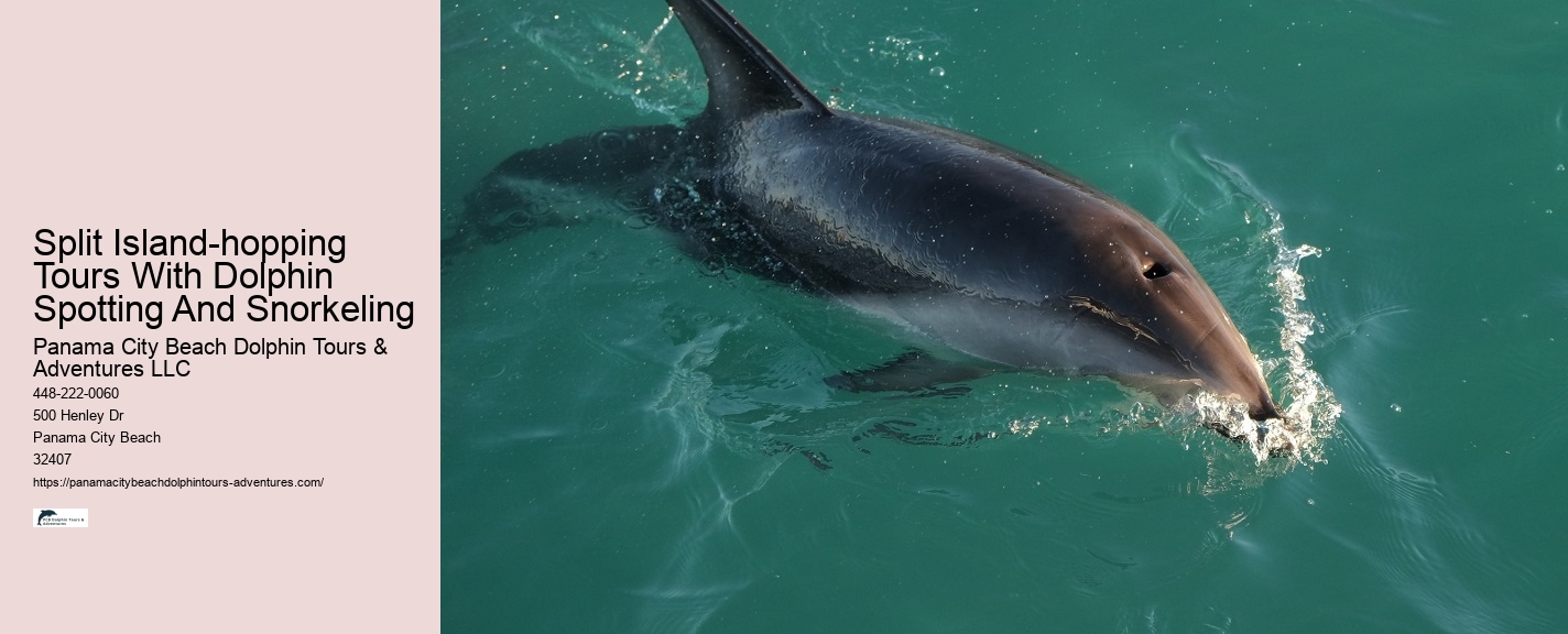 Swimming With Dolphins