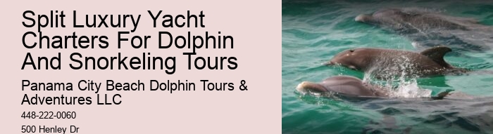 How much does a dolphin tour in Panama City Beach cost