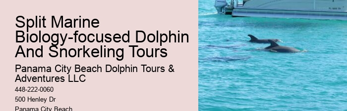 Personal Dolphin Encounter and Snorkeling Adventures