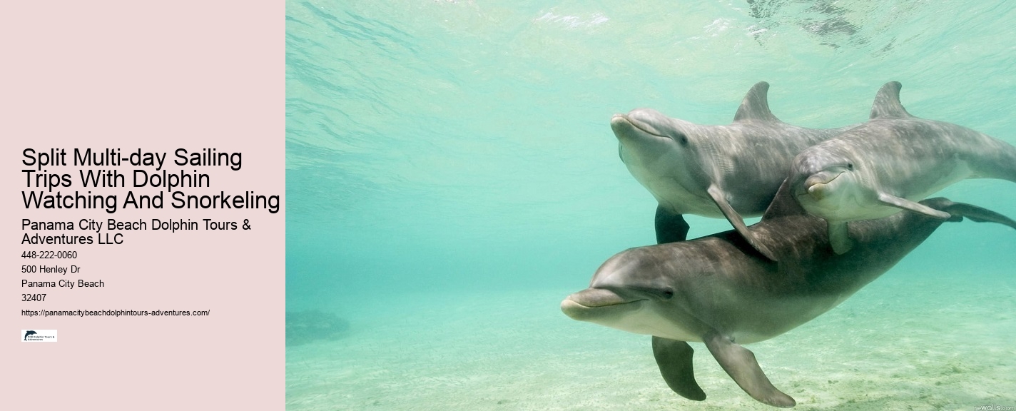 Why Can't You Touch Dolphins