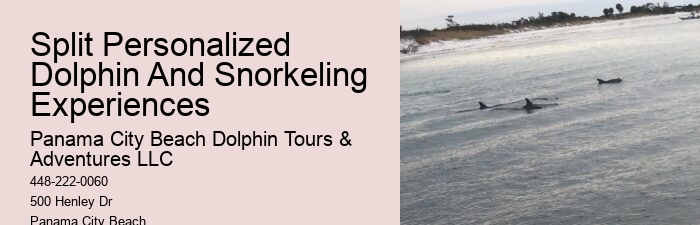 Cheap Dolphin Tours In Panama City Beach