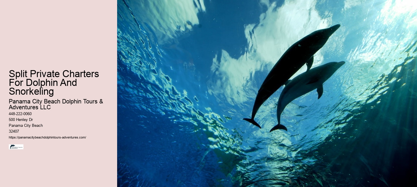 Wild Dolphin Tours Reviews