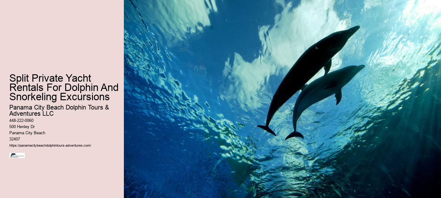 Why Can't You Swim With Wild Dolphins