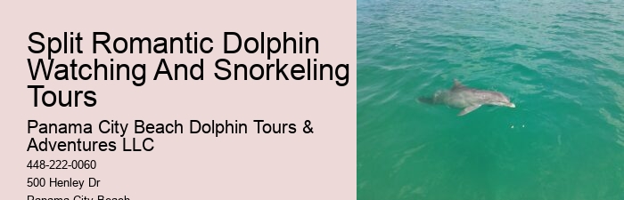 Why You Should Not Swim With Dolphins