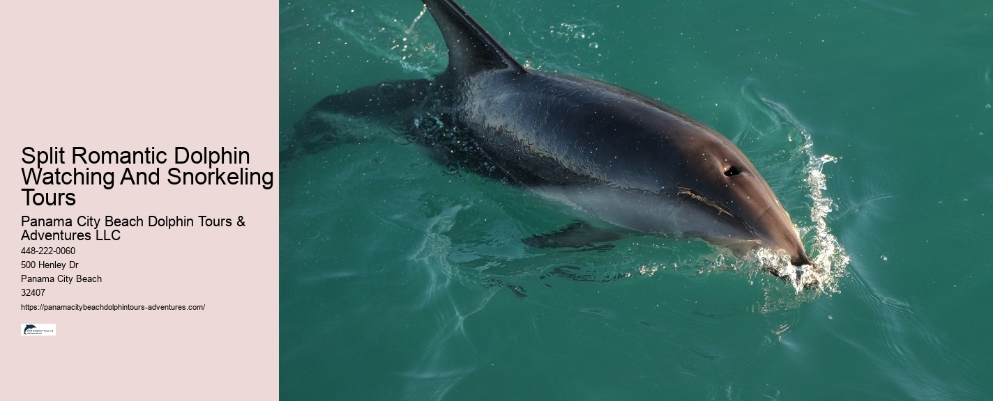 Split Thrilling Snorkeling And Dolphin Encounters