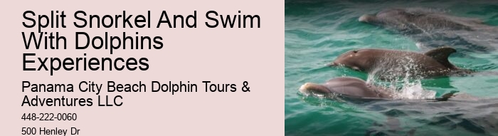 Panama City Beach Dolphin Tours