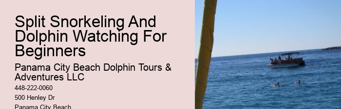 Dolphin Cruises