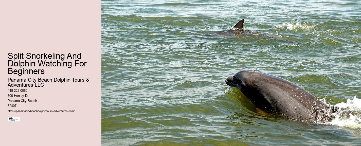 Dolphin spotting tours in Panama City Beach