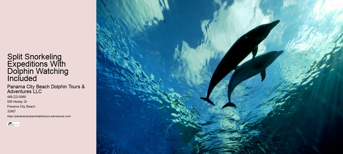 How Much Does It Cost To Swim With The Dolphins In The Florida Keys