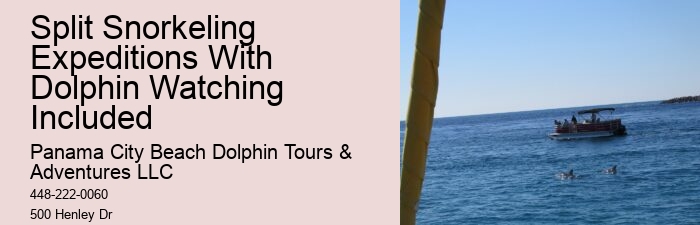 Dolphin Tours - Snorkel With Dolphins