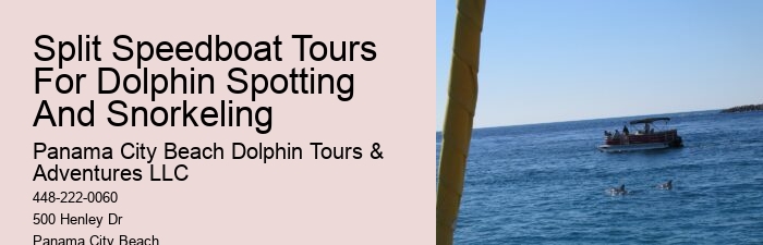 Exclusive Dolphin Snorkeling Excursions