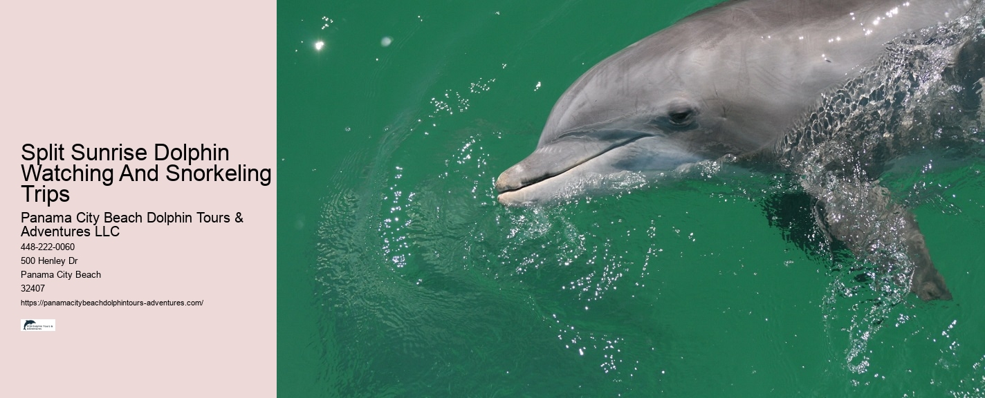 Split Underwater Photography Tours With Dolphin And Snorkeling